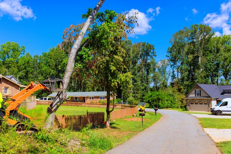 Virginia Creeper Removal