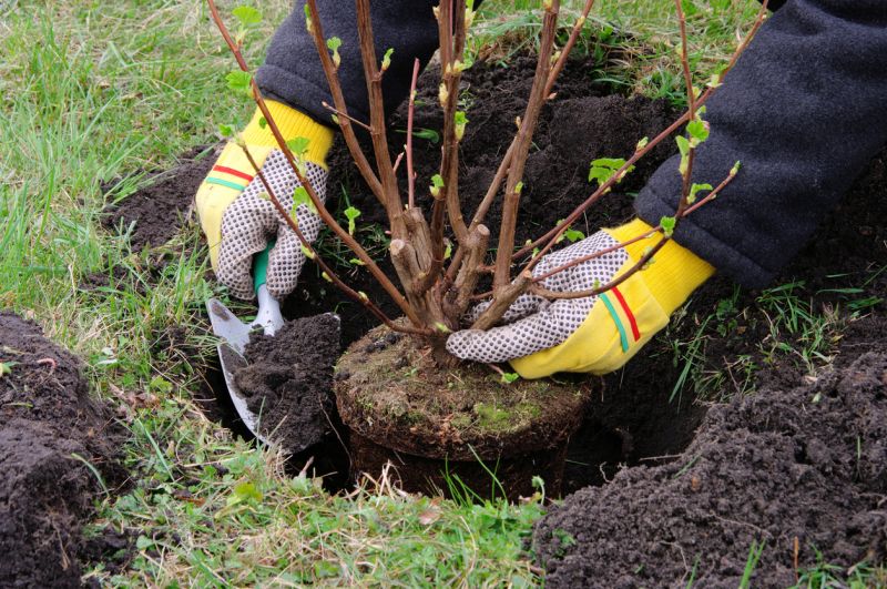 Shrub Pruning