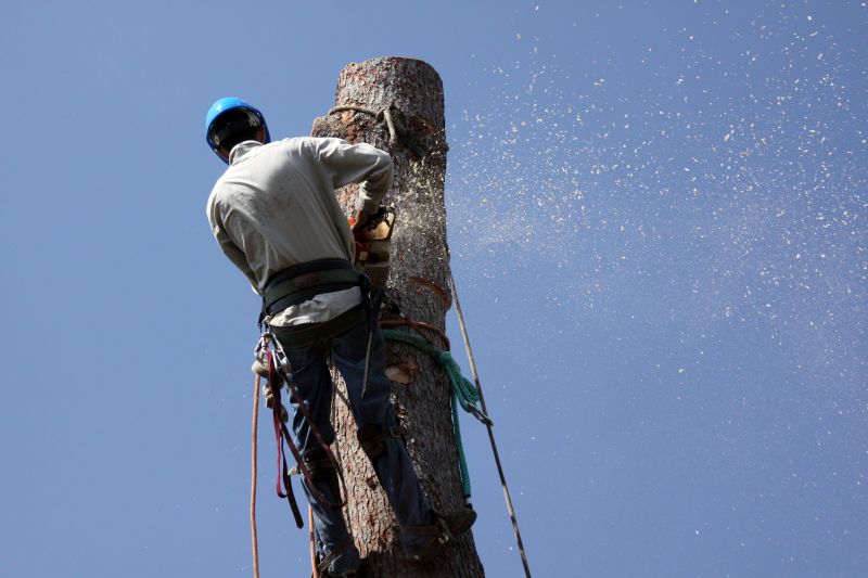 Local Virginia Creeper Removal pros at work